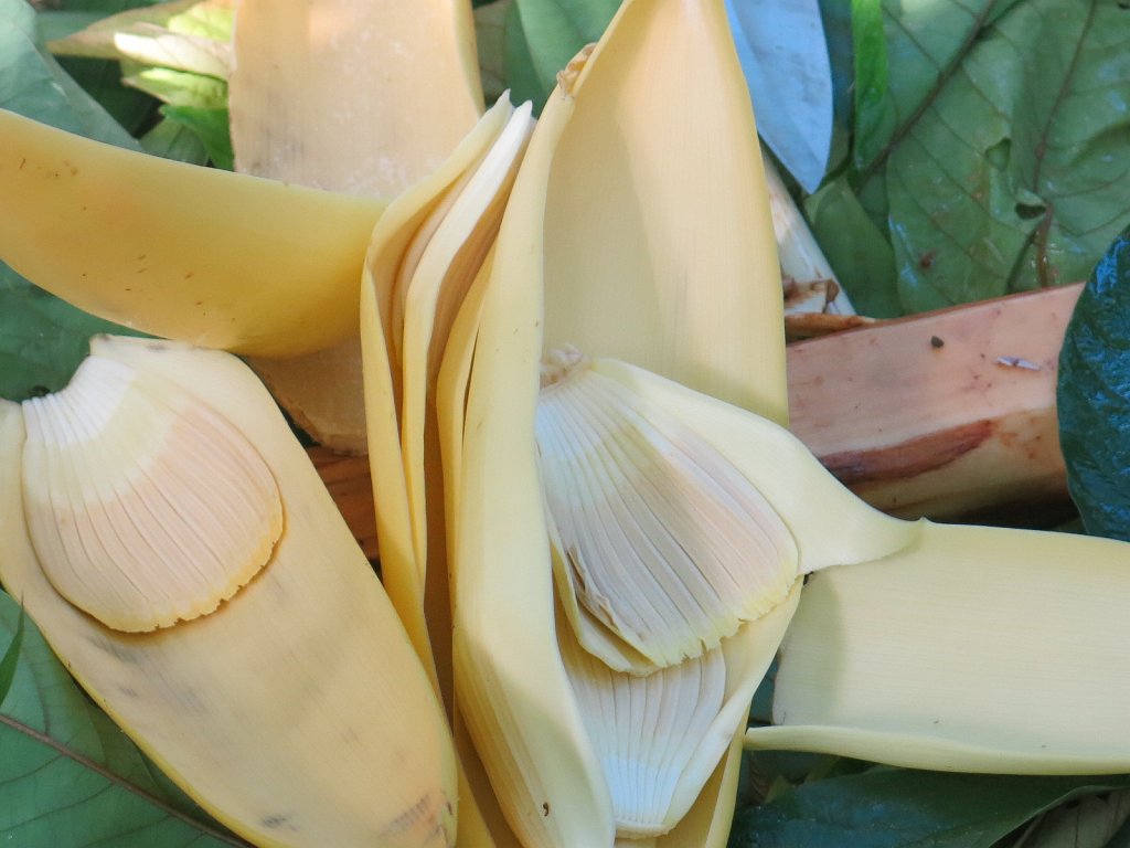 069.jpg - Do zupy został dodany kwiat bananowca z zalążkami bananów.