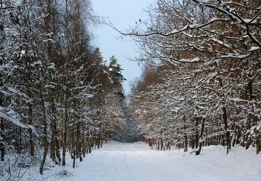 Zima w Puszczy Wkrzańskiej (20.01.2013)